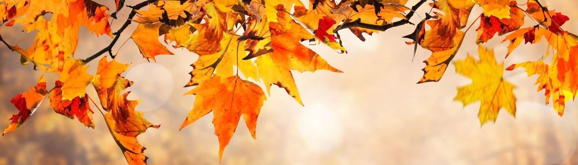 Fall leaves cropped version 