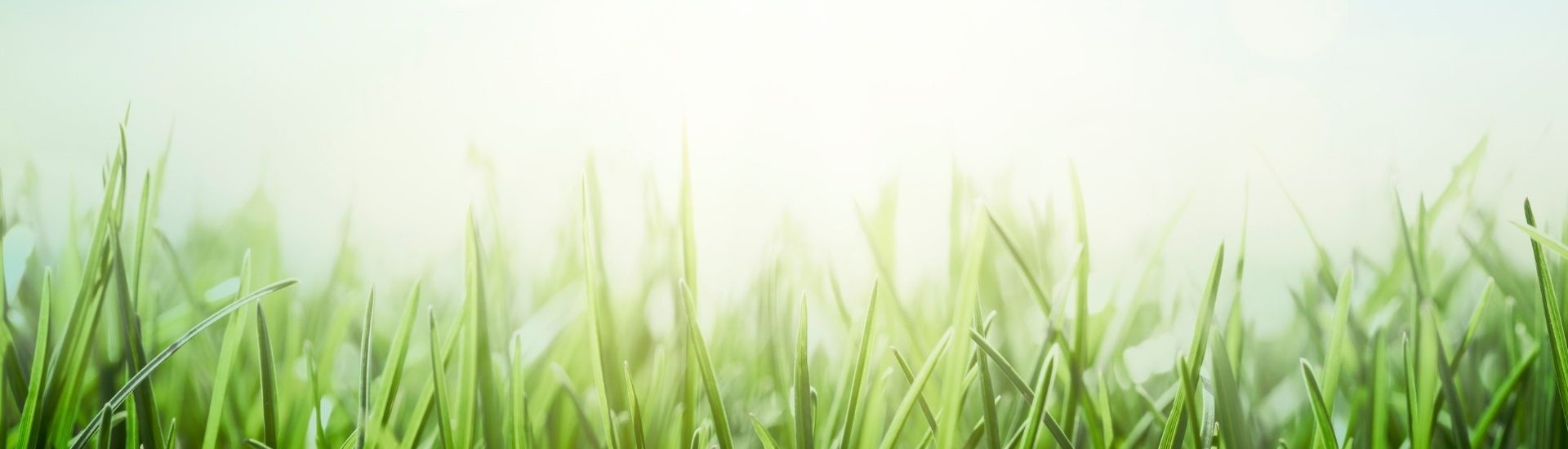 Grass and sky cropped