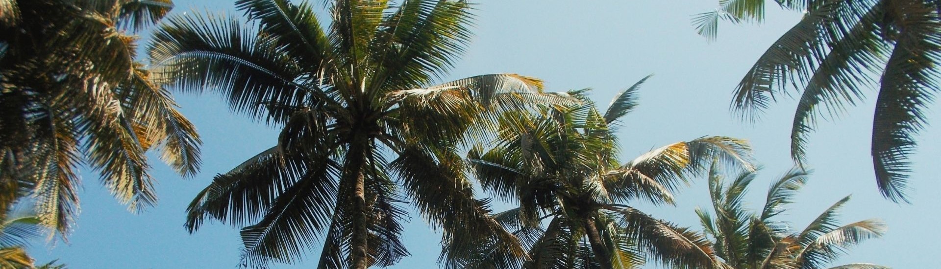 Palm trees cropped