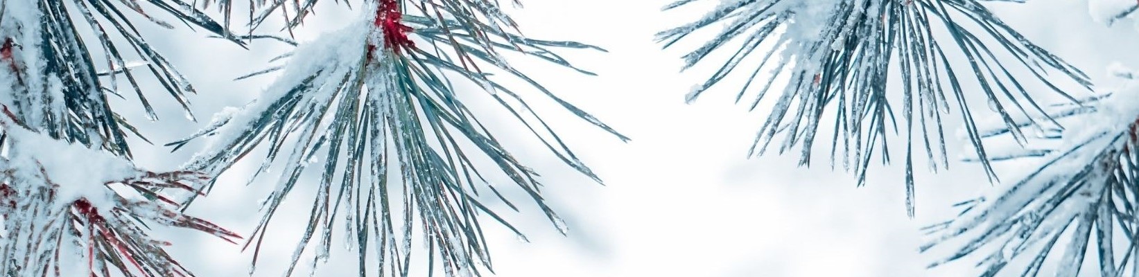 R2 26 Winter pine.jpg
