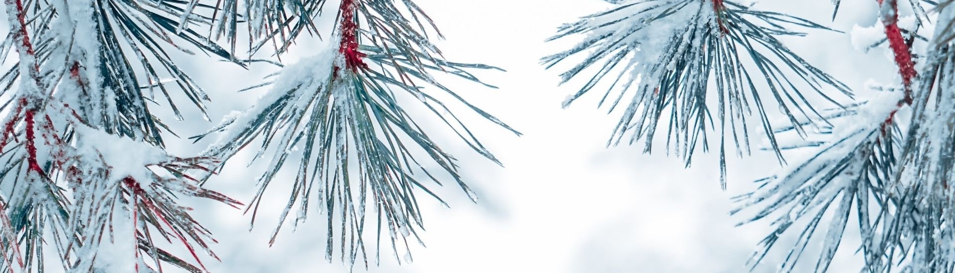 Winter pine F.jpg