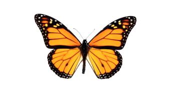 butterfly
