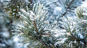 Winter pine