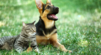 Cat and dog on grass