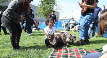 Student petting therapy dogs