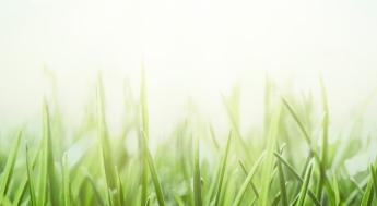 Grass and sky