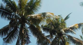 Palm trees