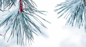 Winter pine and snow