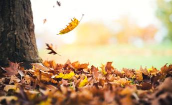 Fall