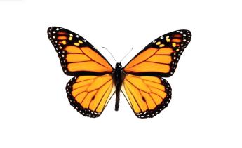 butterfly