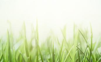 Grass and sky