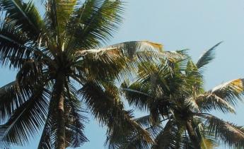 Palm trees