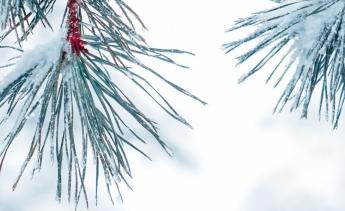 Winter pine and snow