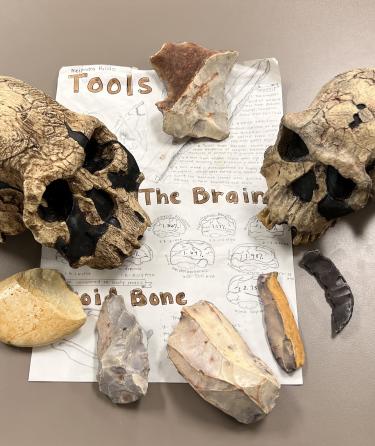 Anthropology Main Background