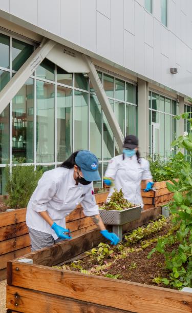 Girls Harvesting